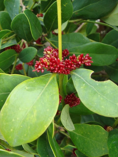 Distylium racemosum fleur